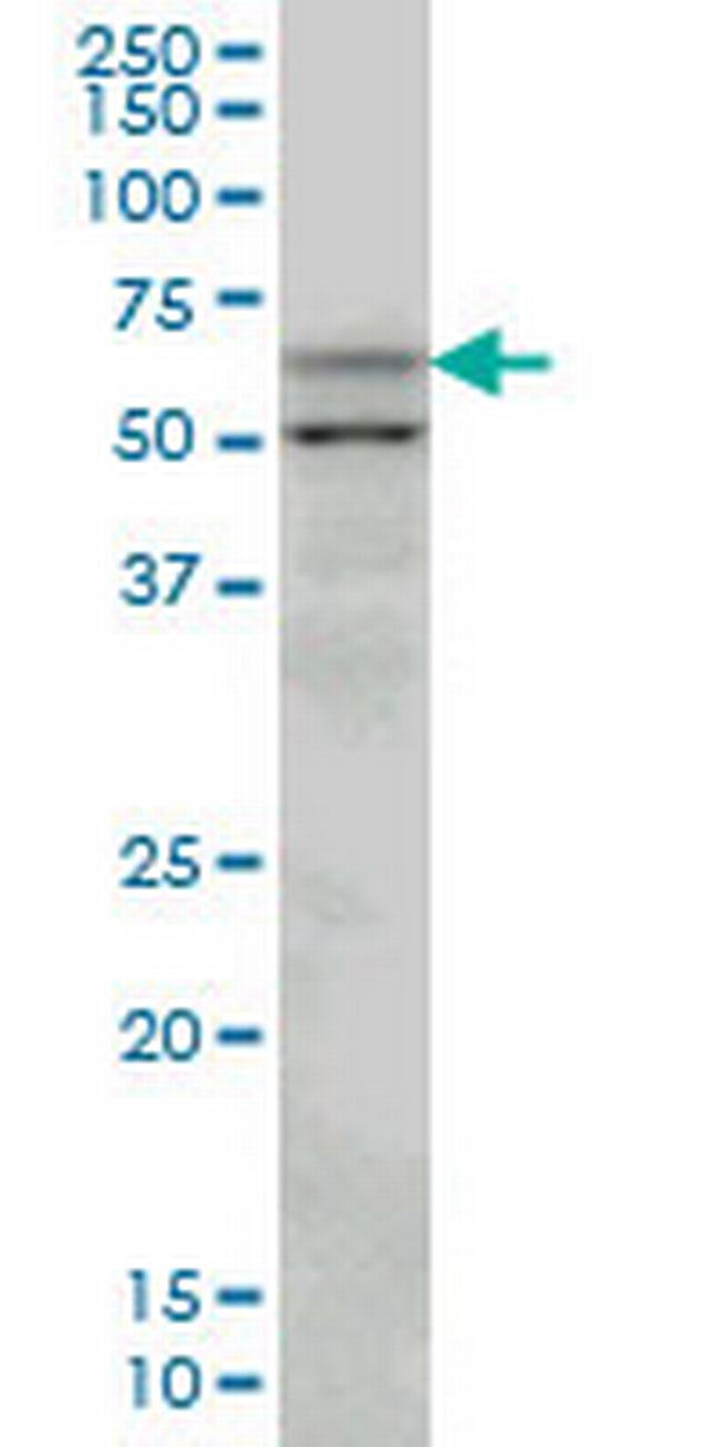 SLC33A1 Antibody in Western Blot (WB)