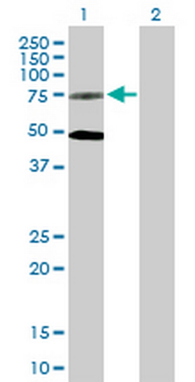 GPR50 Antibody in Western Blot (WB)