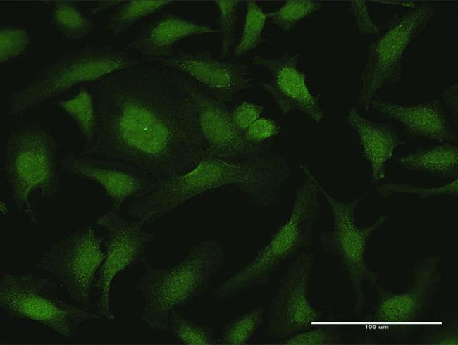 CYTH2 Antibody in Immunocytochemistry (ICC/IF)