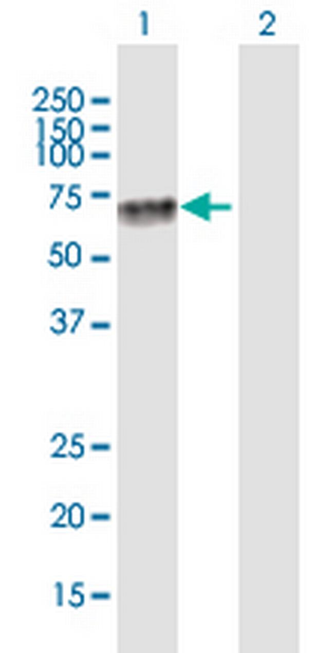 KLF4 Antibody in Western Blot (WB)