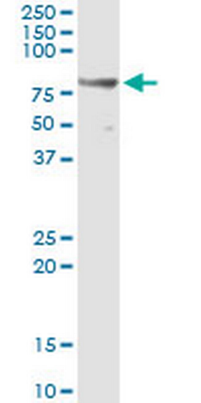 TRIP10 Antibody in Immunoprecipitation (IP)