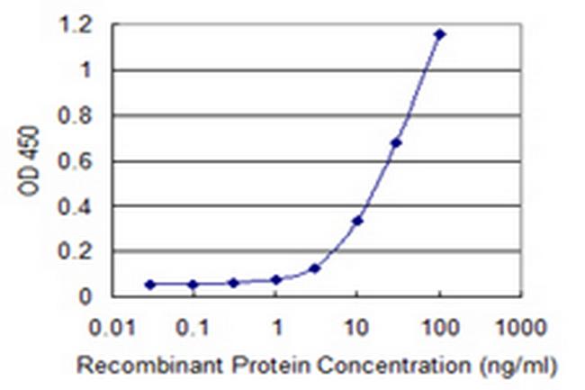 RAB28 Antibody in ELISA (ELISA)