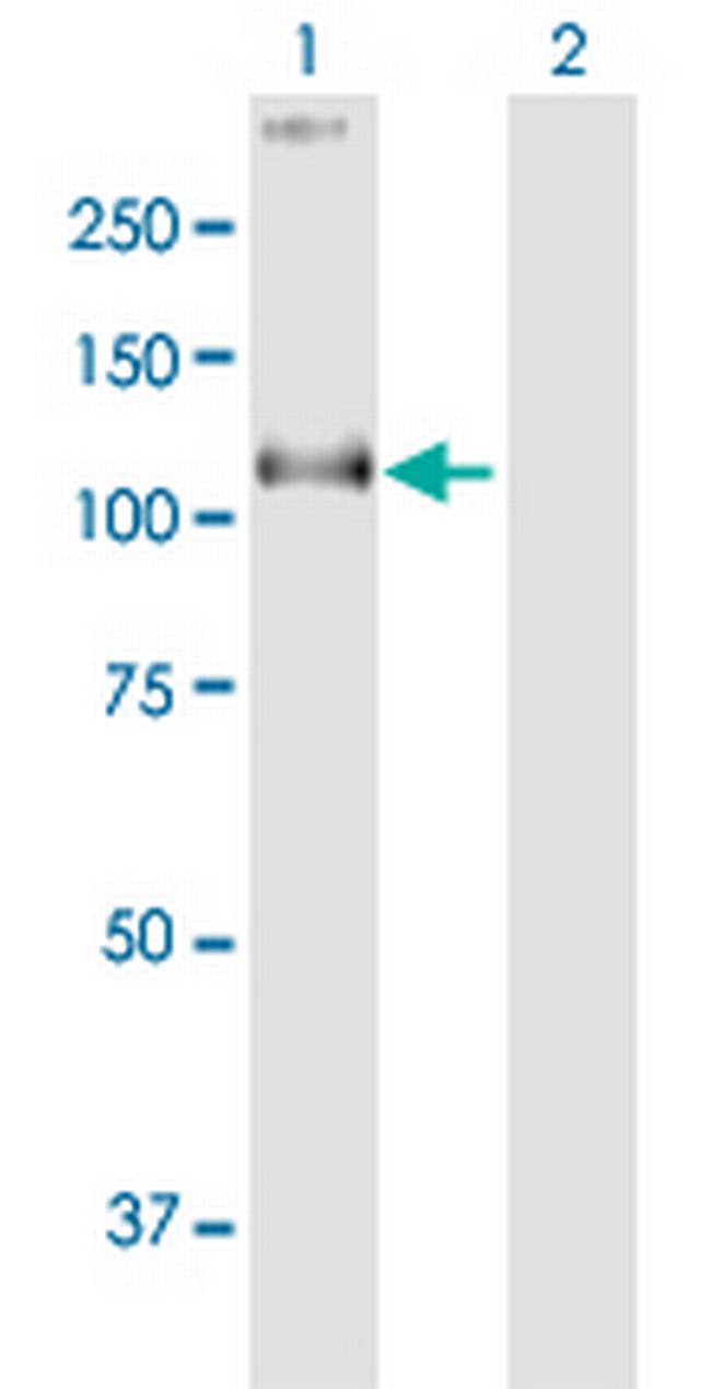 COG1 Antibody in Western Blot (WB)