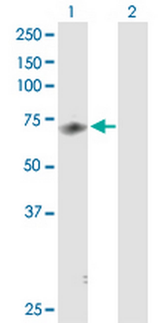 MED26 Antibody in Western Blot (WB)