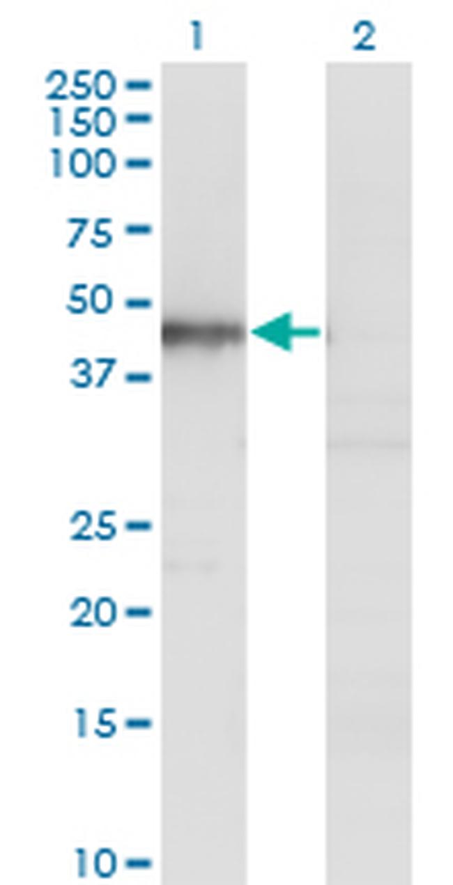 HOMER1 Antibody in Western Blot (WB)