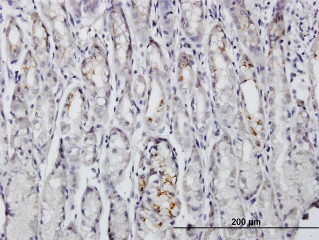 BAG4 Antibody in Immunohistochemistry (Paraffin) (IHC (P))