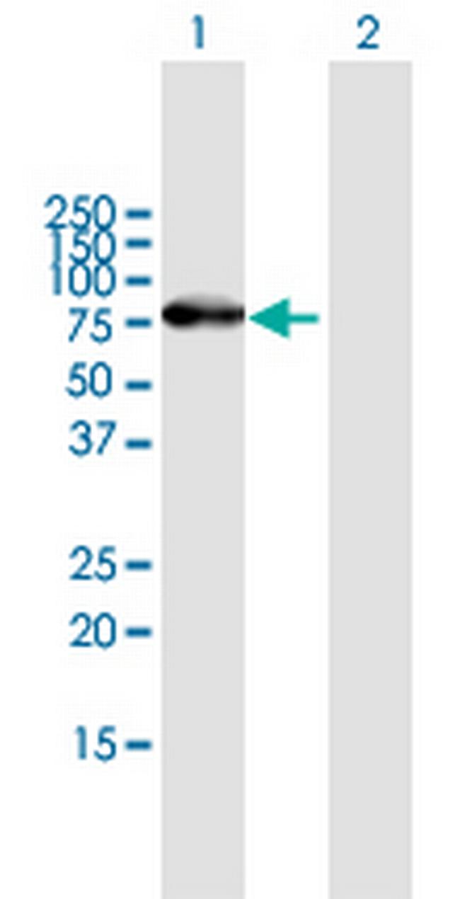 ZNF254 Antibody in Western Blot (WB)