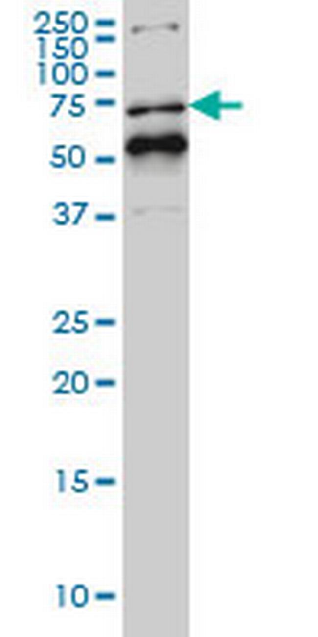 NR1D1 Antibody in Western Blot (WB)