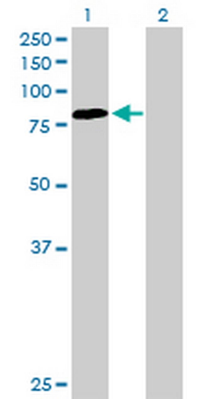 PDIA4 Antibody in Western Blot (WB)