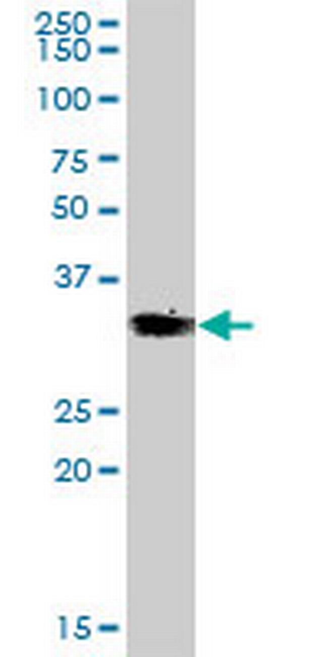 VGLL4 Antibody in Western Blot (WB)