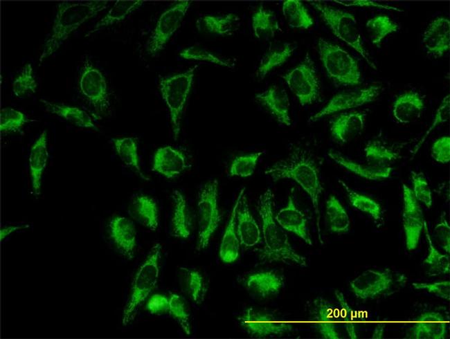 TOMM20 Antibody in Immunocytochemistry (ICC/IF)