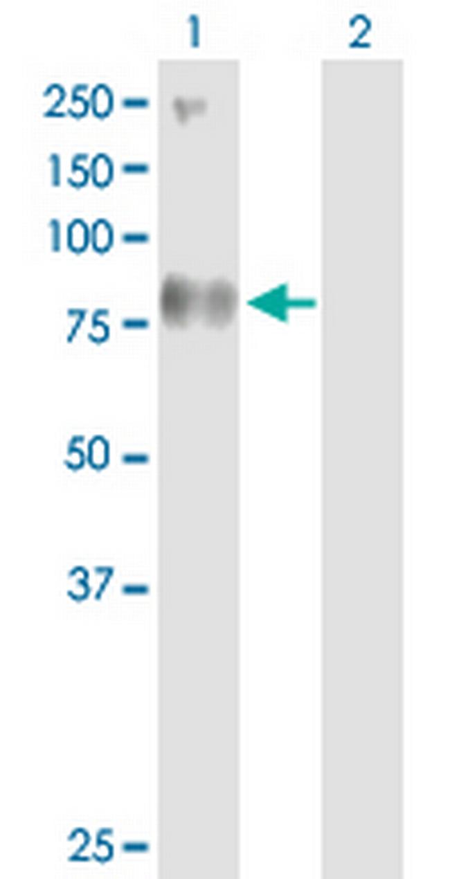 SV2B Antibody in Western Blot (WB)