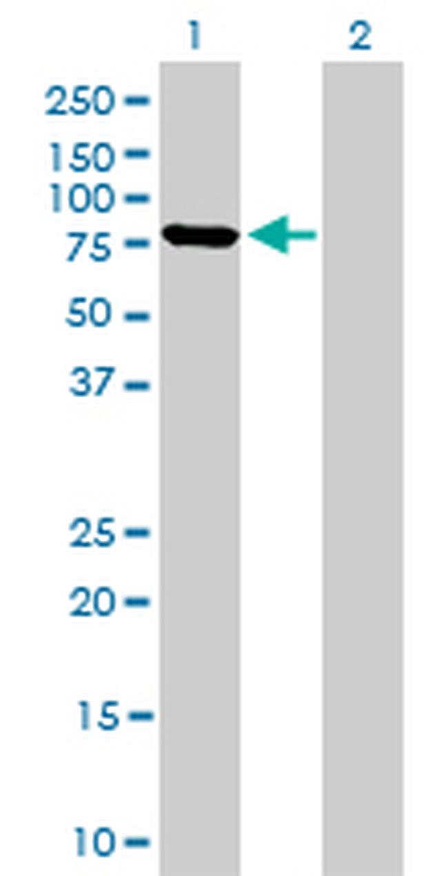 MFN2 Antibody in Western Blot (WB)