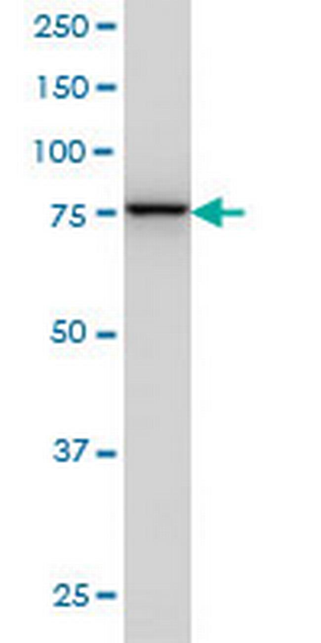 GOLGA5 Antibody in Western Blot (WB)