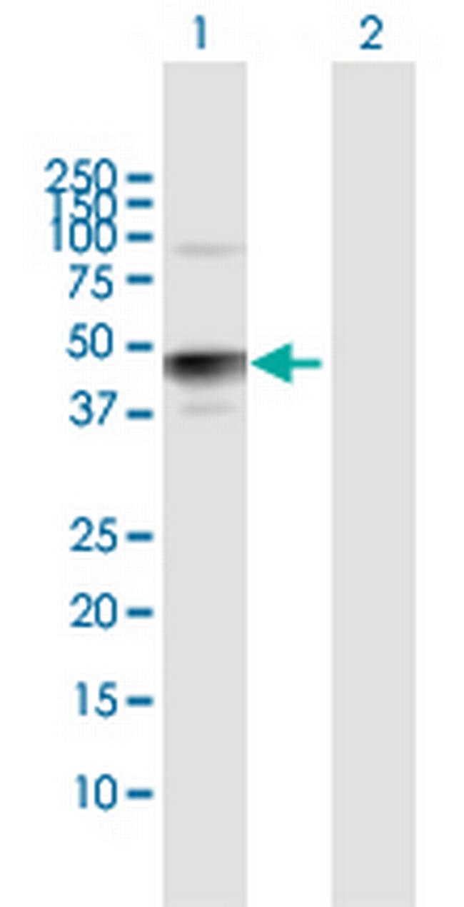 HS3ST3A1 Antibody in Western Blot (WB)