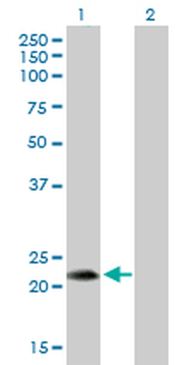 FGF19 Antibody in Western Blot (WB)