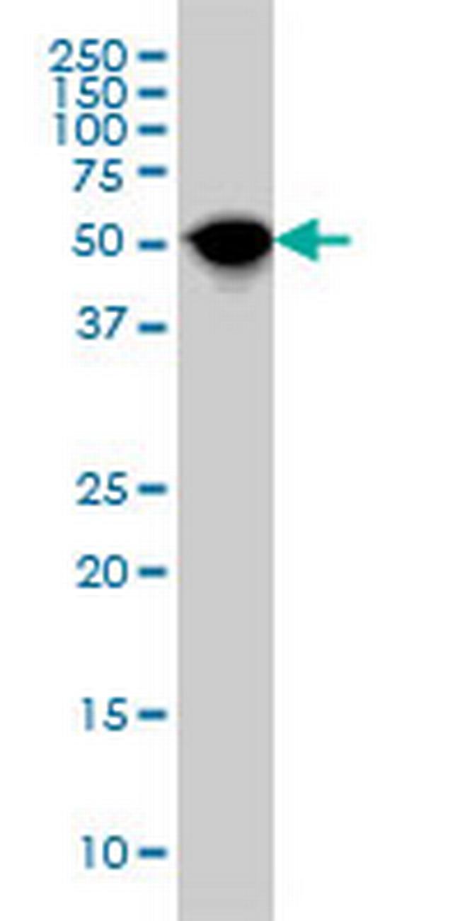 NR1H4 Antibody in Western Blot (WB)