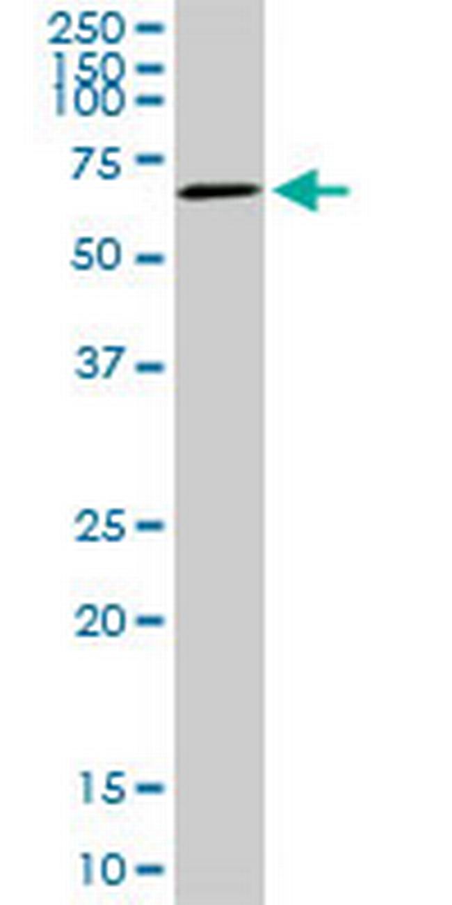 AKT3 Antibody in Western Blot (WB)