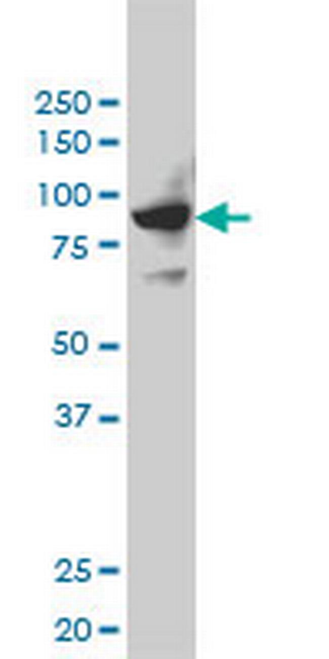 SH2D3C Antibody in Western Blot (WB)