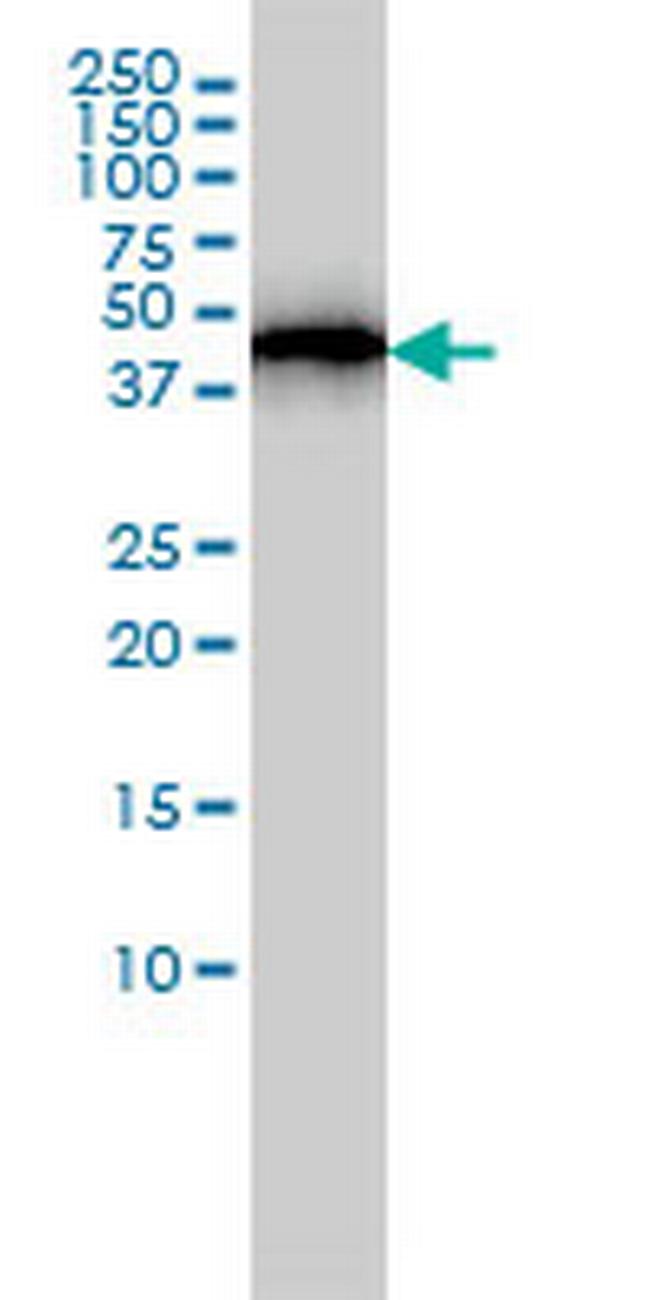 ACTR3 Antibody in Western Blot (WB)