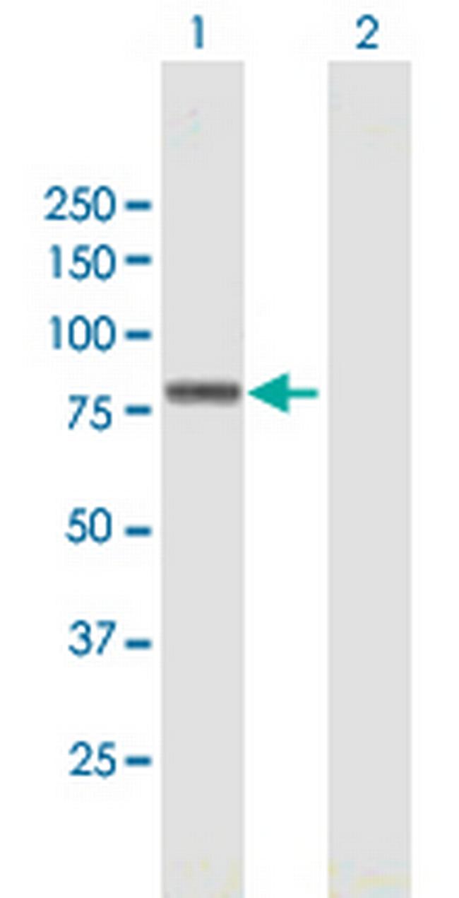 ZNF263 Antibody in Western Blot (WB)