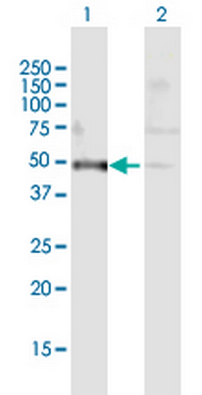 PDIA6 Antibody in Western Blot (WB)