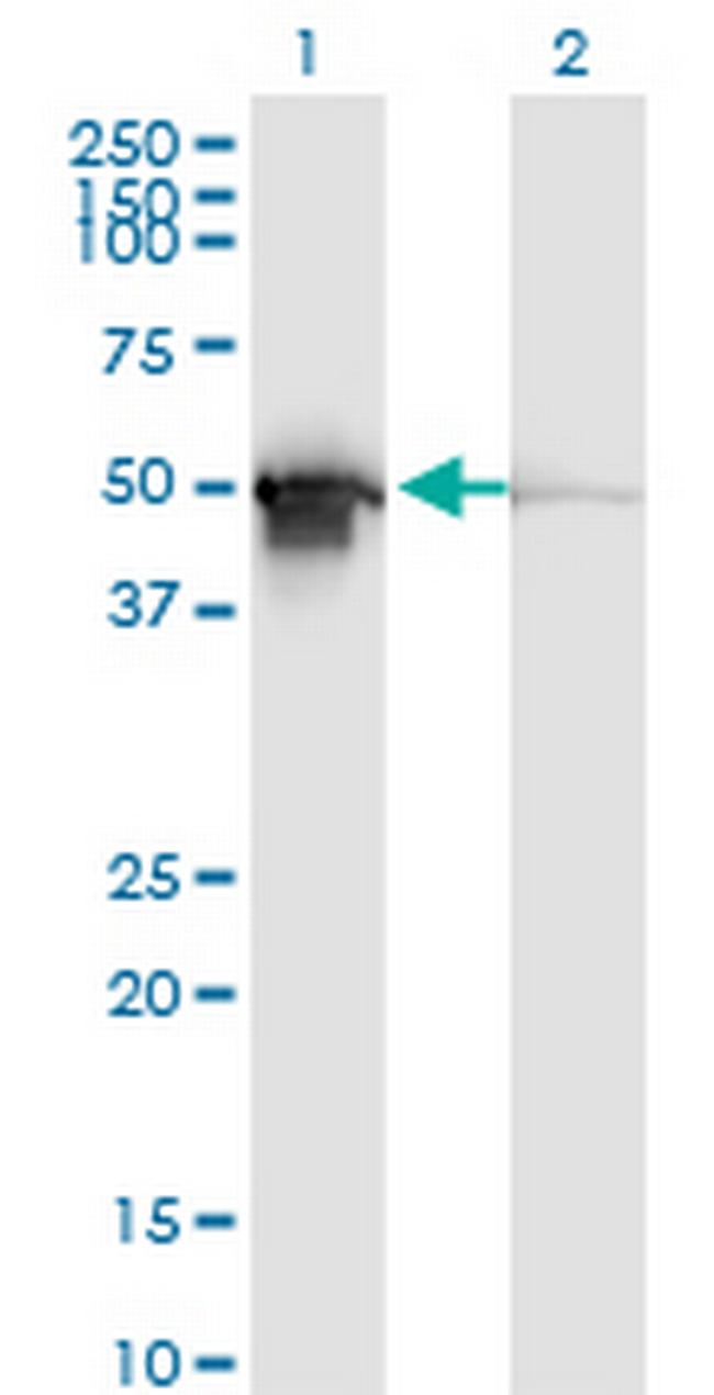 PDIA6 Antibody in Western Blot (WB)