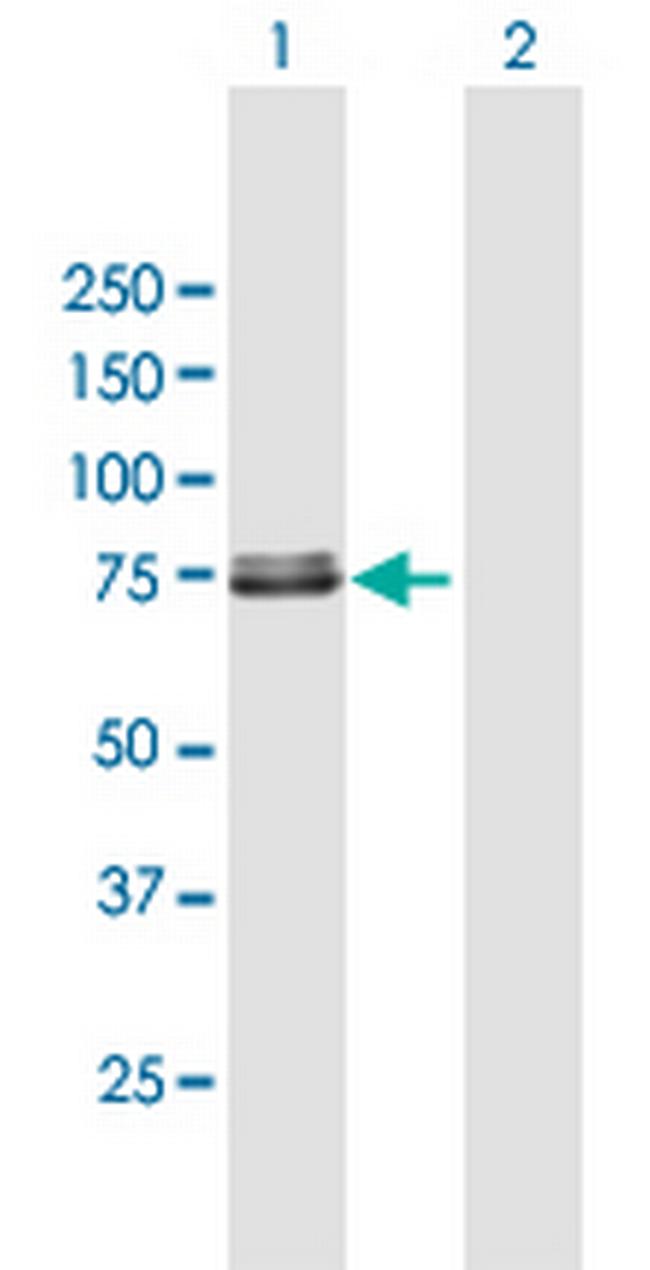 TRAP1 Antibody in Western Blot (WB)