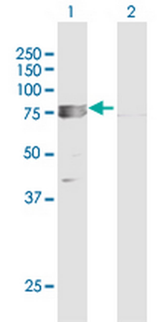 TRAP1 Antibody in Western Blot (WB)