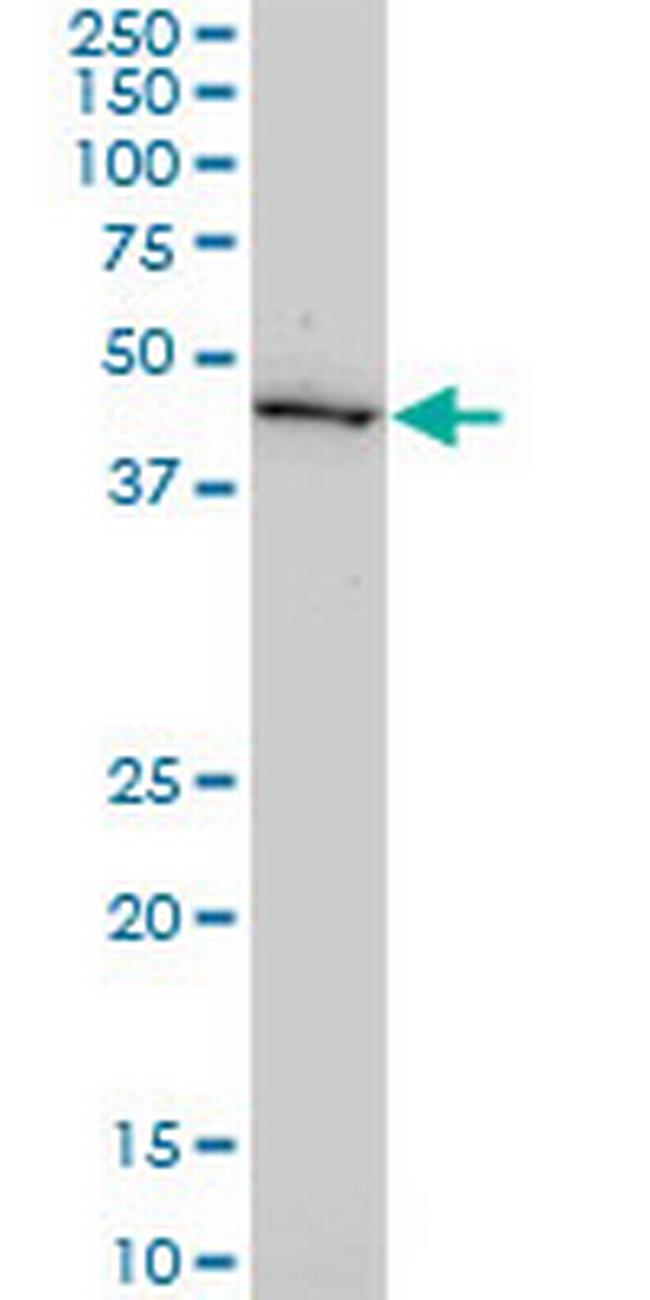 GDF11 Antibody in Western Blot (WB)