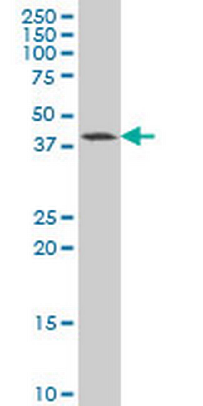 GDF11 Antibody in Western Blot (WB)