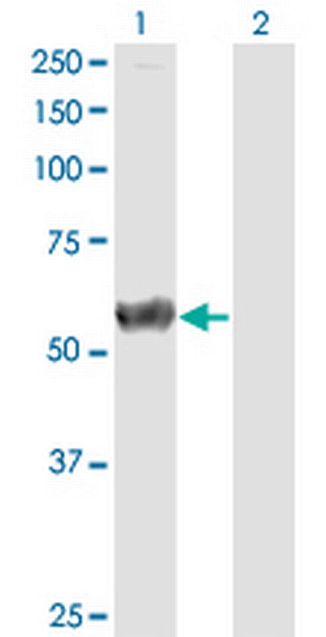 CALCOCO2 Antibody in Western Blot (WB)