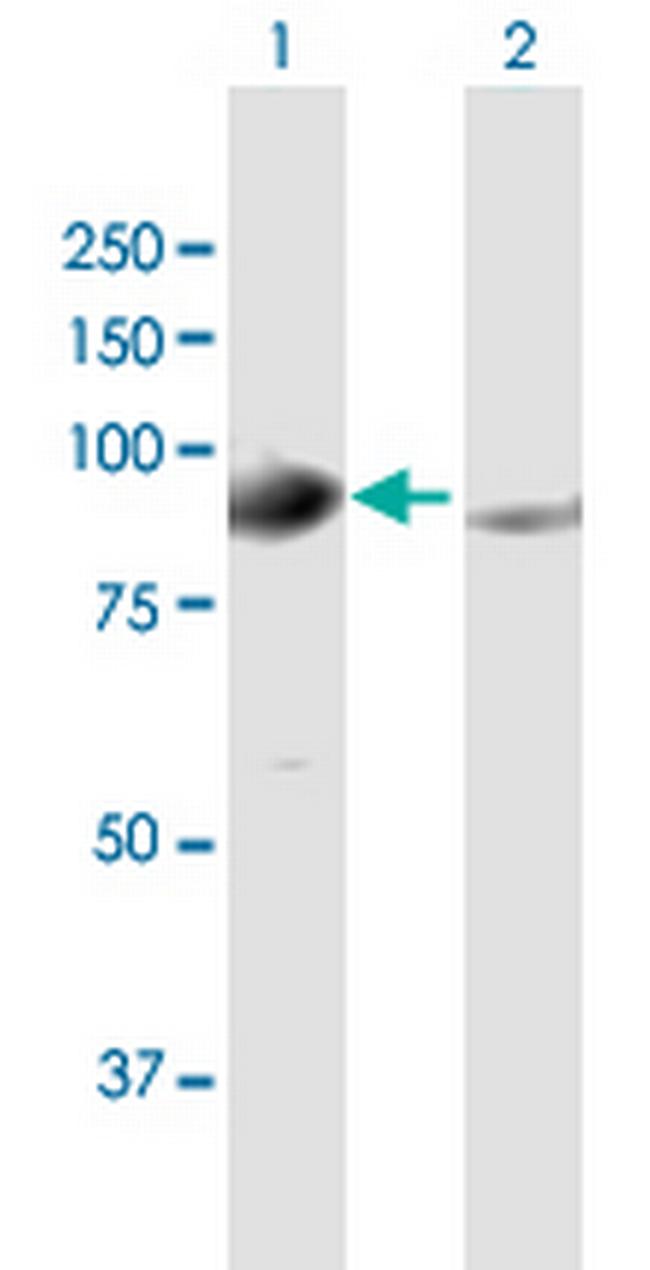 GPHN Antibody in Western Blot (WB)