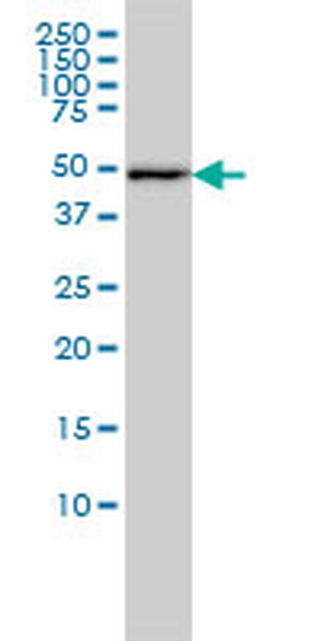 DNAJA2 Antibody in Western Blot (WB)