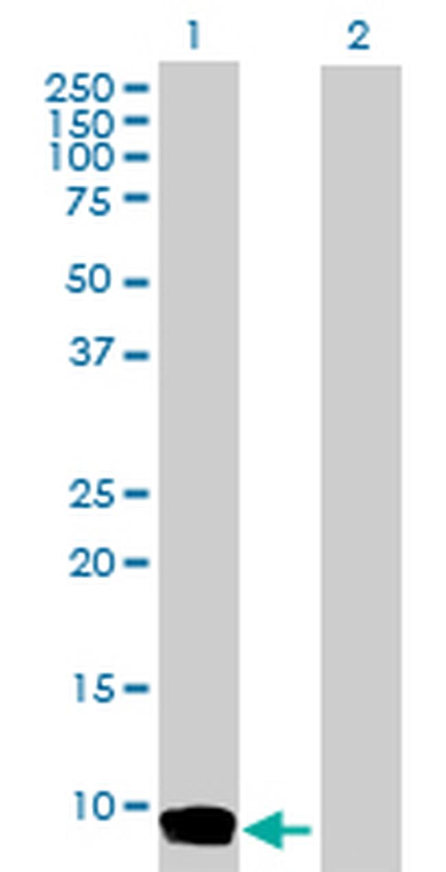 CCL26 Antibody in Western Blot (WB)