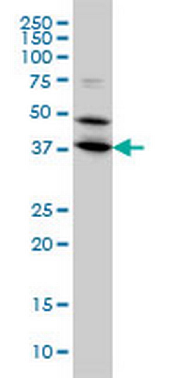 BPNT1 Antibody in Western Blot (WB)