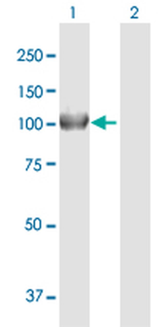 NOD1 Antibody in Western Blot (WB)