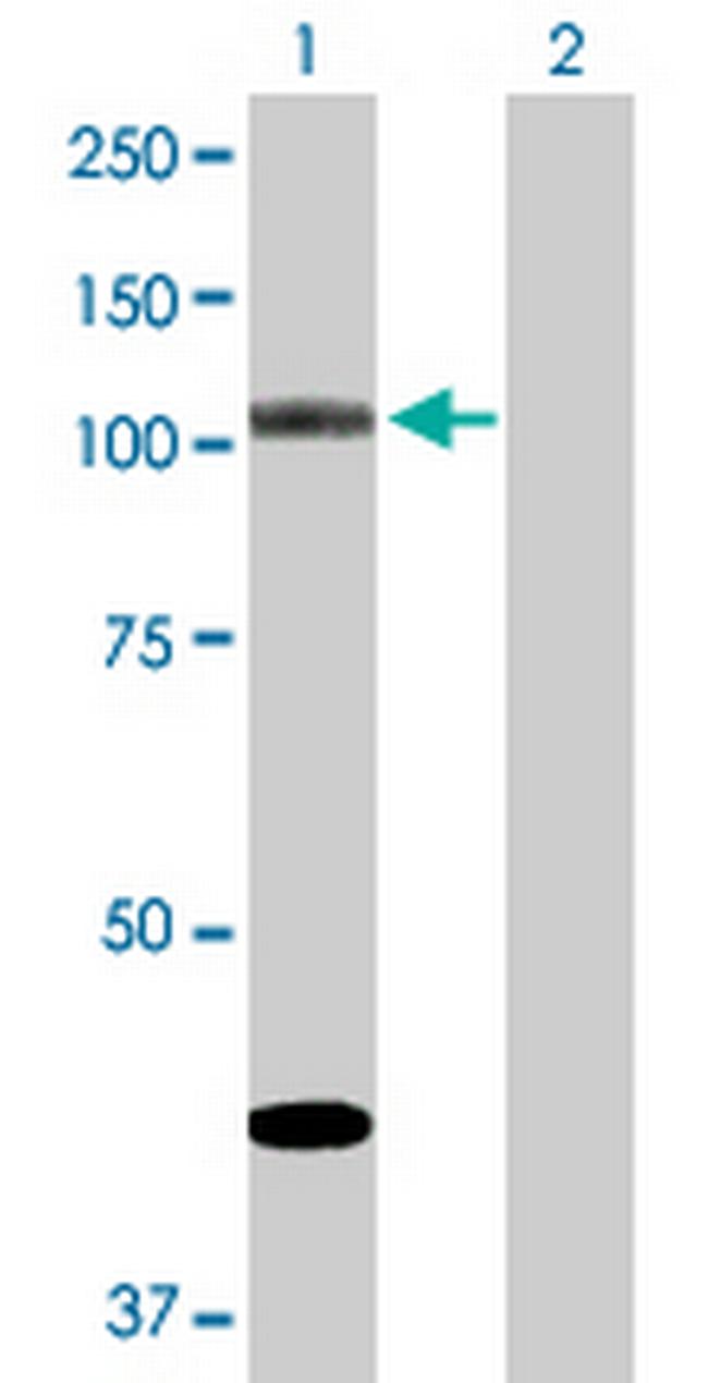 NOD1 Antibody in Western Blot (WB)