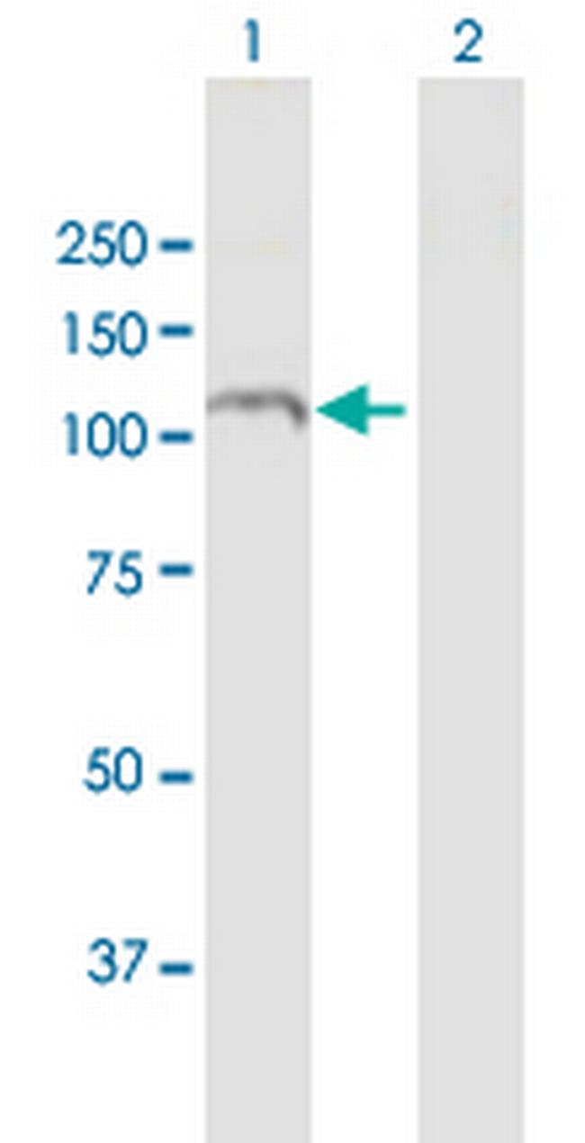 RAPGEF3 Antibody in Western Blot (WB)