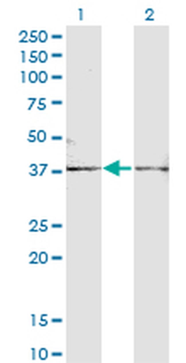 FST Antibody in Western Blot (WB)