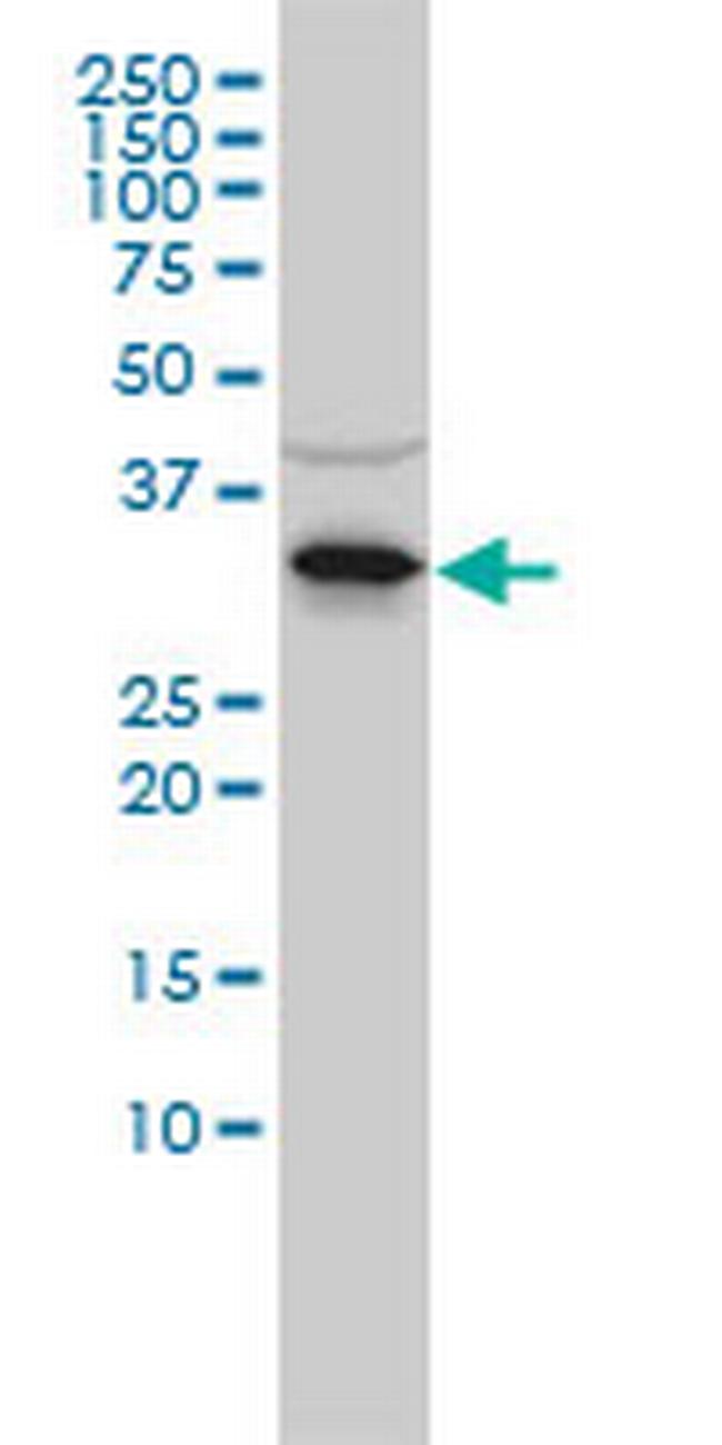 RNASEH2A Antibody in Western Blot (WB)