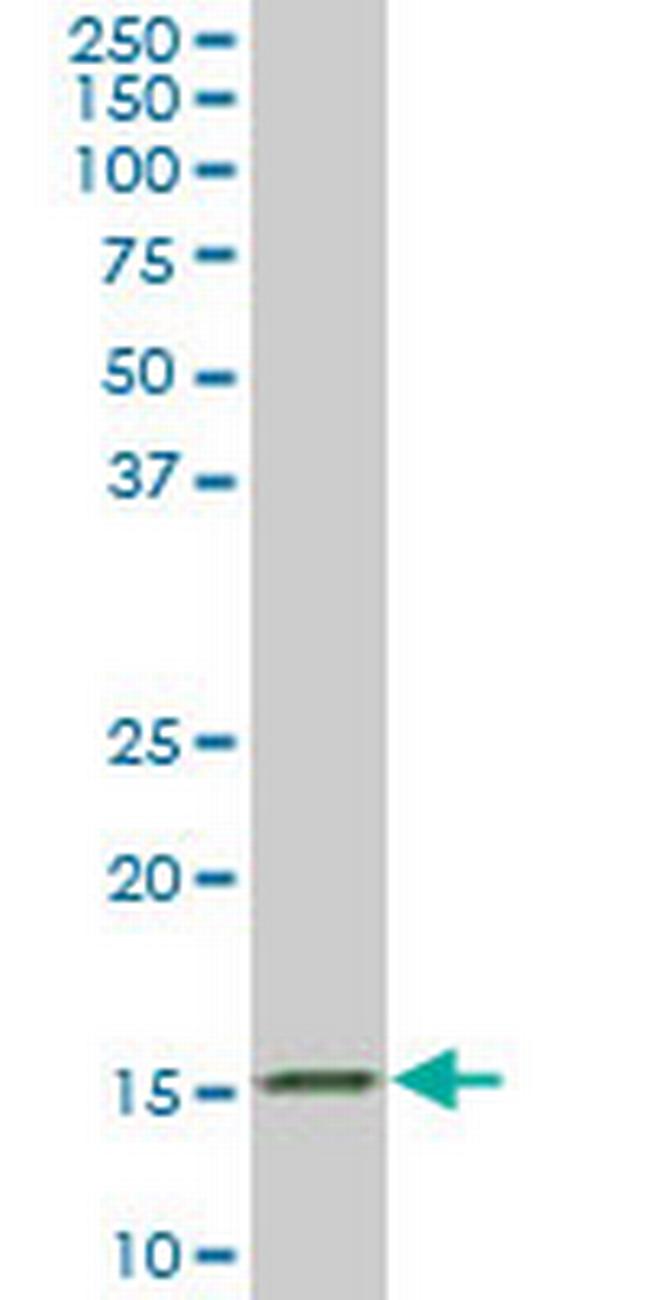 AGR2 Antibody in Western Blot (WB)