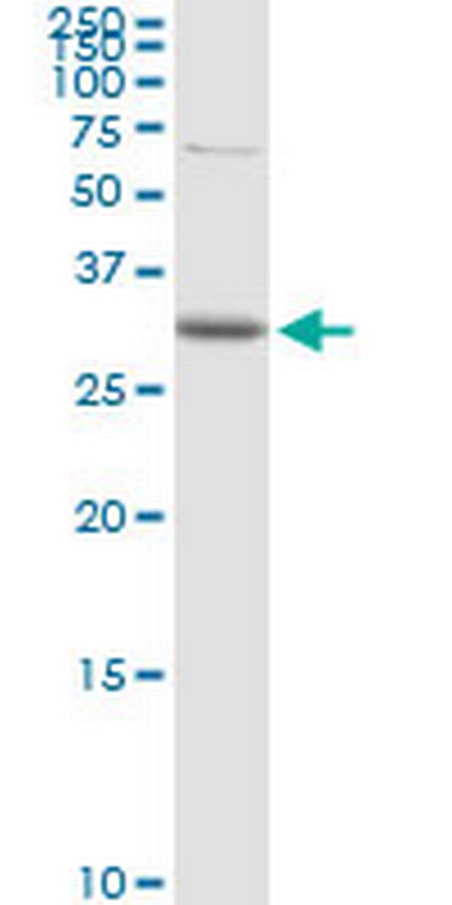 CDC42EP3 Antibody in Western Blot (WB)