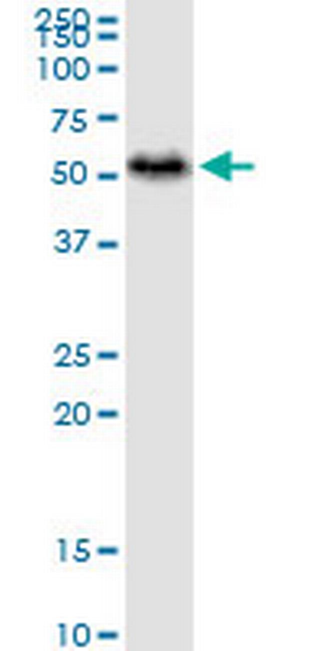 PAICS Antibody in Western Blot (WB)