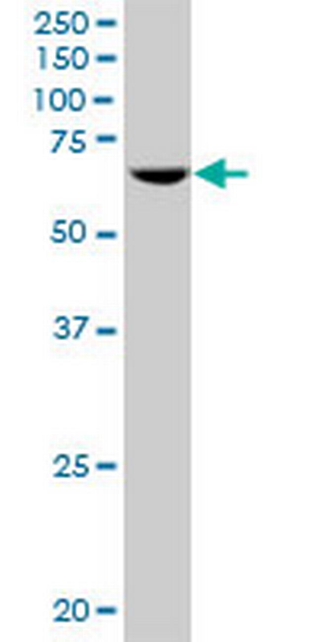 POLR3C Antibody in Western Blot (WB)