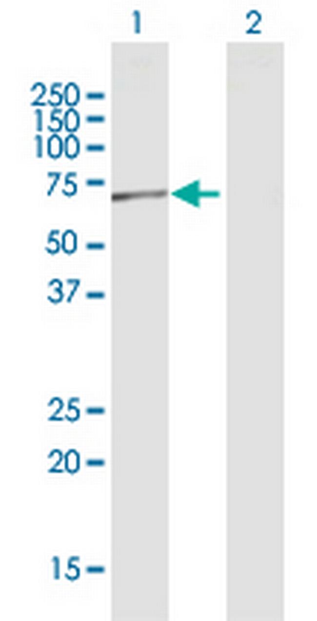 POLR3C Antibody in Western Blot (WB)