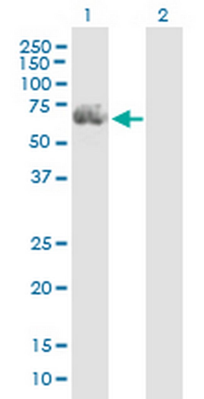 RGS14 Antibody in Western Blot (WB)