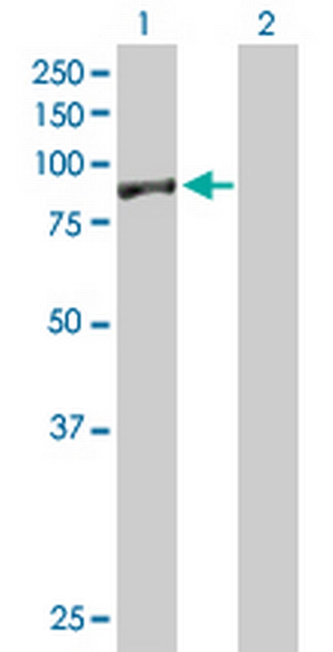 EXOC5 Antibody in Western Blot (WB)