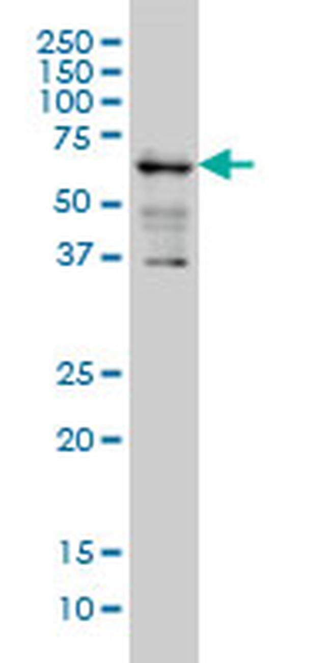 IMP-3 Antibody in Western Blot (WB)