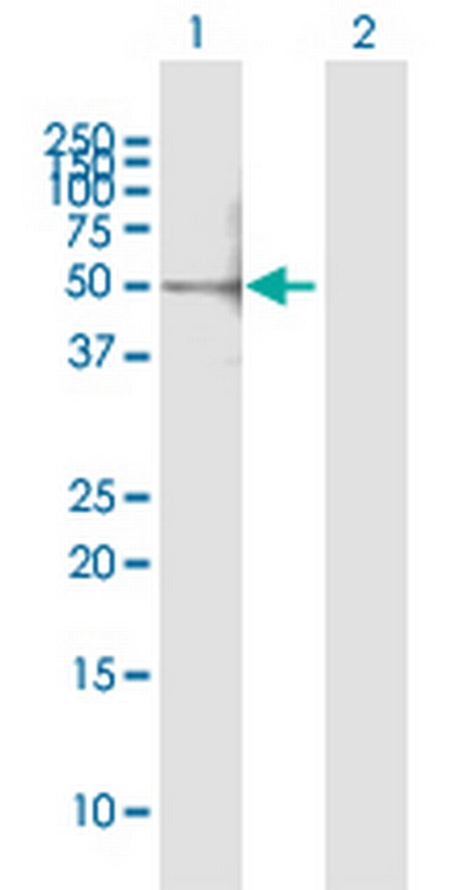 CUGBP1 Antibody in Western Blot (WB)